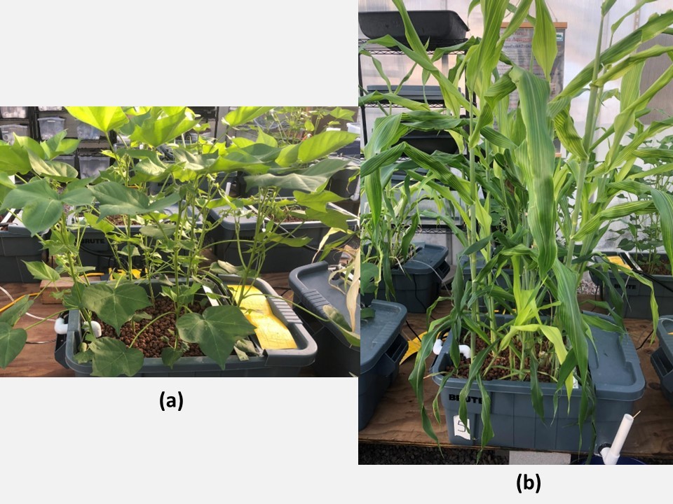 Bioeconomy Case Study 6.9 Figure 2